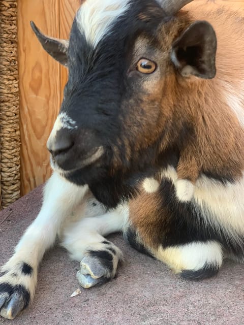 Murcia, Astronomy Night in Finca Astronomica - Weather and Viewing Conditions