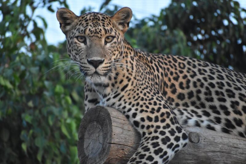 Murcia: Terra Natura Murcia Ticket Entry - Comparing Terra Natura Murcia to Similar Attractions