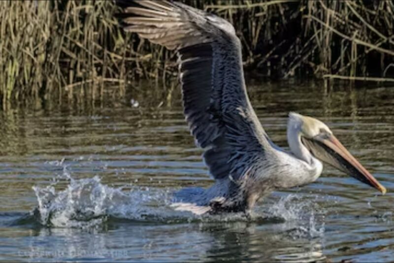 Murrells Inlet: Saltwater Marsh Eco Tour w/ Marine Biologist - Discover Murrells Inlet’s Saltwater Marsh on a Certified Marine Biologist-Led Eco Tour