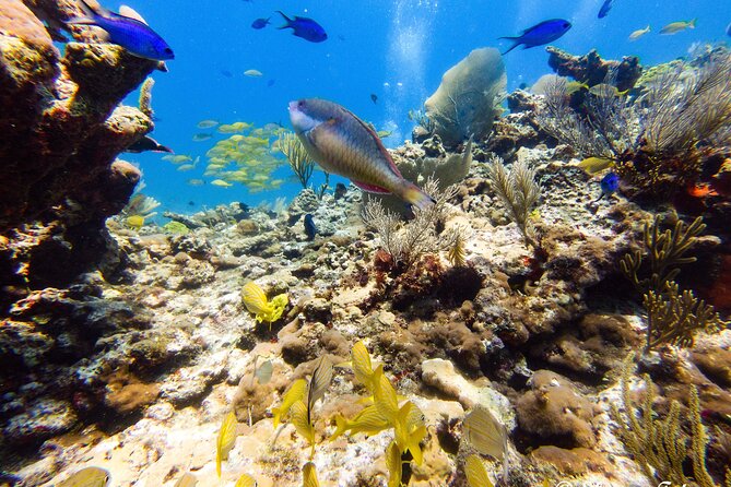 MUSA Museum and Colorful Reef 2 Tank Dive-Certified Divers - Navigating the Manchones Reef