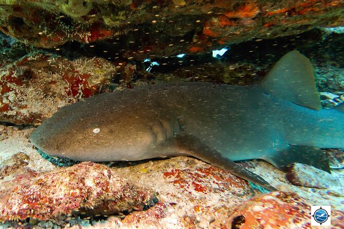 MUSA Museum and Colorful Reef 2 Tank Dive-Certified Divers - Marine Life Encounters and Highlights