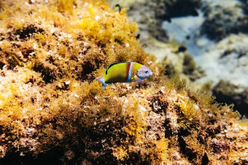 Museo Atlántico: Scuba Dive Lesson for Non-Certified Divers - Exploring the Underwater Sculptures by Jason deCaires Taylor