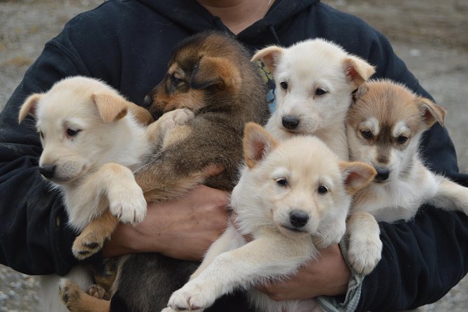 Mush Your Own Sled Dog Team (Summer/Fall Tour) - Convenient Meeting Point in Talkeetna