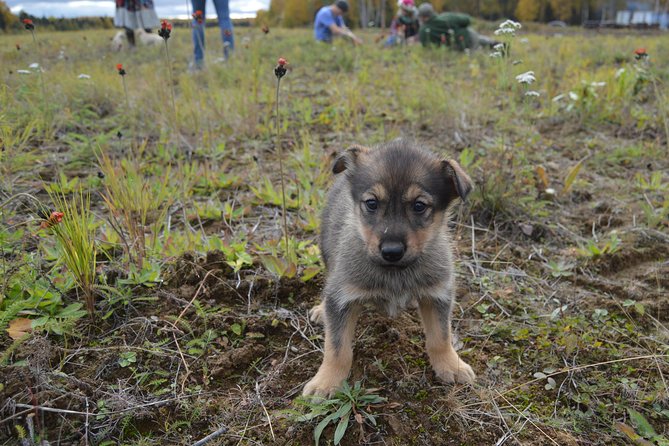 Mush Your Own Sled Dog Team (Summer/Fall Tour) - Meet and Play with the Puppies