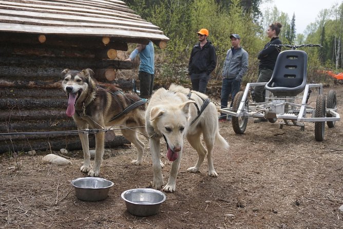 Mush Your Own Sled Dog Team (Summer/Fall Tour) - The Logistics and Accessibility of the Experience