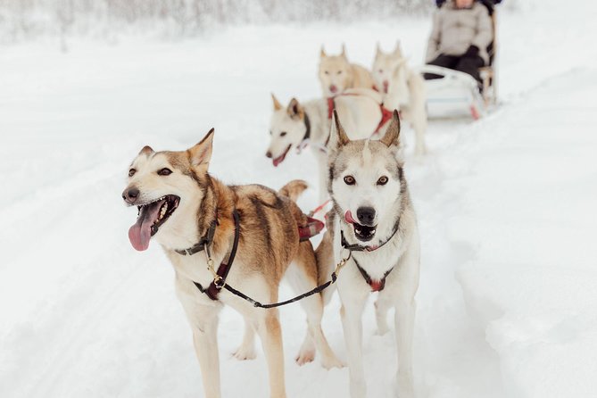 Mush Your Own Sled Dog Team (Winter Tour) in Talkeetna, Alaska - The Exciting Opportunity to Mush Your Own Sled Team