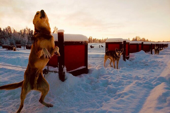 Mush Your Own Sled Dog Team (Winter Tour) in Talkeetna, Alaska - Booking and Planning Your Alaskan Dog Sledding Adventure