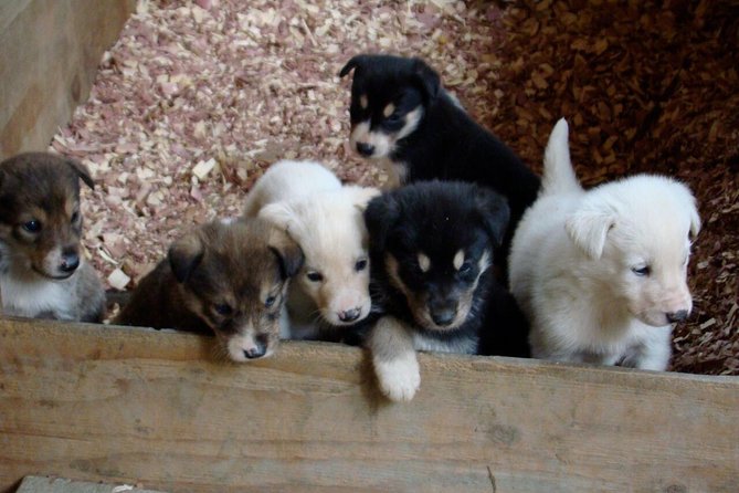 Musher's Camp and S'more Roasting Experience - Physical Requirements and Accessibility