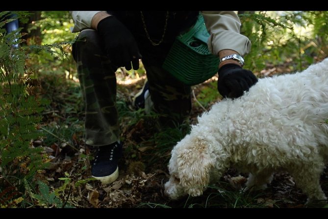 Mushroom or Truffle Hunting - Discover the Unique Experience of Mushroom and Truffle Hunting at Lake Como