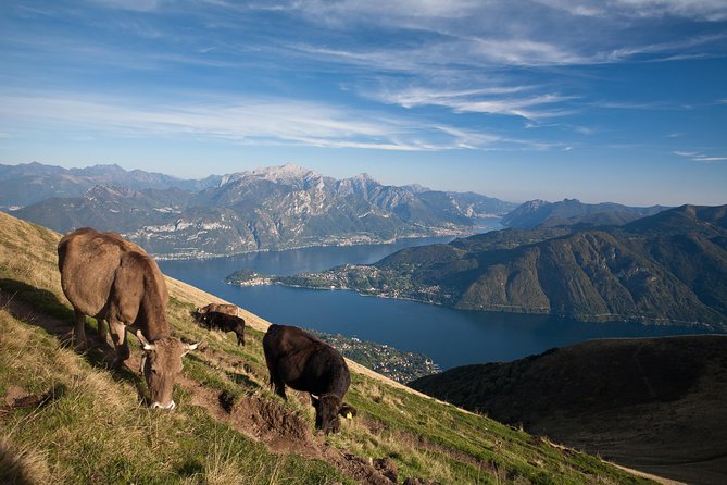 Mushroom or Truffle Hunting - Practical Details: Meeting Point, Timing, and Accessibility