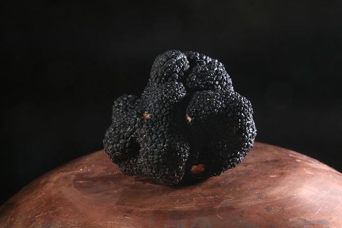 Mushroom or Truffle Hunting - The Value of This Private Truffle and Mushroom Hunt