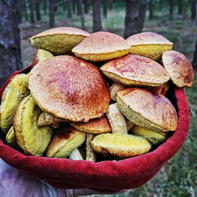 Mushroom picking in the forests near Riga - Key Points