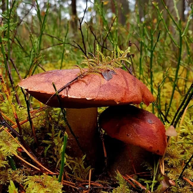 Mushroom picking in the forests near Riga - Highlights of Latvian Cultural Heritage and Local Traditions