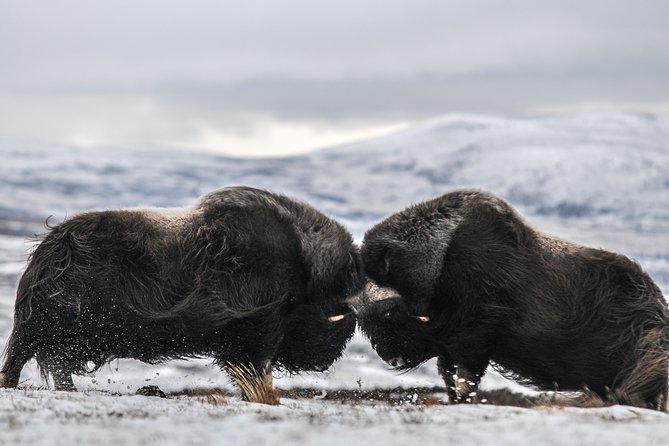 Musk ox Safari in Dovrefjell National Park from Oppdal - Explore Norway’s Dovrefjell on a Guided Musk Ox Safari for $75.13