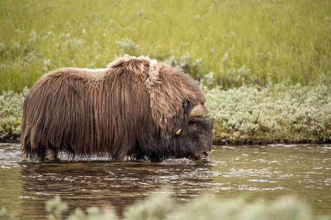 Musk ox Safari in Dovrefjell National Park from Oppdal - Scenic Stops and Highlights Along the Trail
