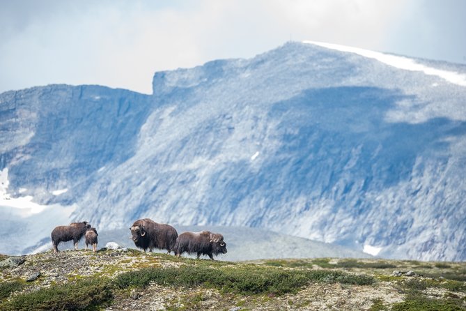 Musk ox Safari in Dovrefjell National Park from Oppdal - The Experience in All Weather Conditions
