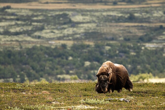 Muskox Safari from Hjerkinn | Dovre & Lesja Aktiv - Key Points