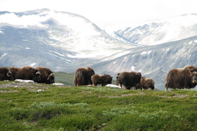 Muskox Safari from Hjerkinn | Dovre & Lesja Aktiv - Exploring Dovrefjells Mountain Landscape