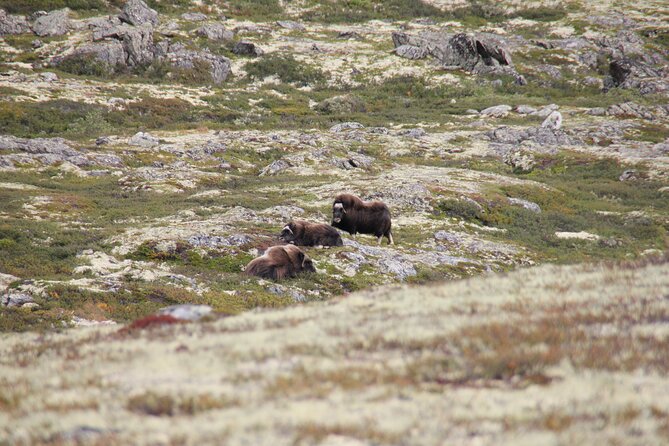 Muskox Safari from Hjerkinn | Dovre & Lesja Aktiv - Searching for Muskoxen in Their Natural Habitat