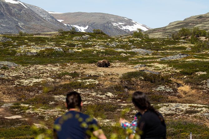 Muskox Safari from Hjerkinn | Dovre & Lesja Aktiv - Hiking Details and Physical Requirements