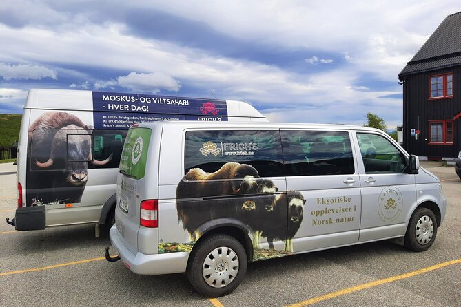 Muskox Safari from Hjerkinn | Dovre & Lesja Aktiv - The Experience Led by Knowledgeable Guides