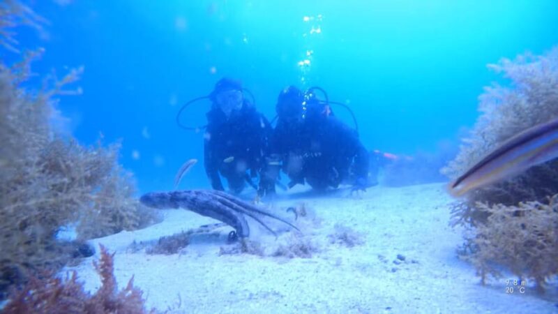 My first scuba dive in the Ocean from Madeira - Key Points