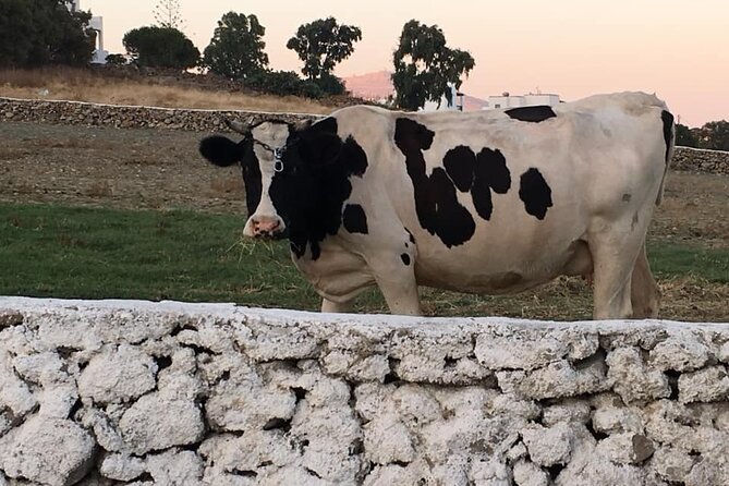 Mykonian Farm Experience - Unique Features of This Tour