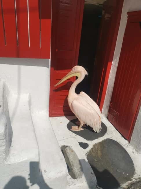 Mykonos: Private Tour with Range Rover - Limitations and Considerations