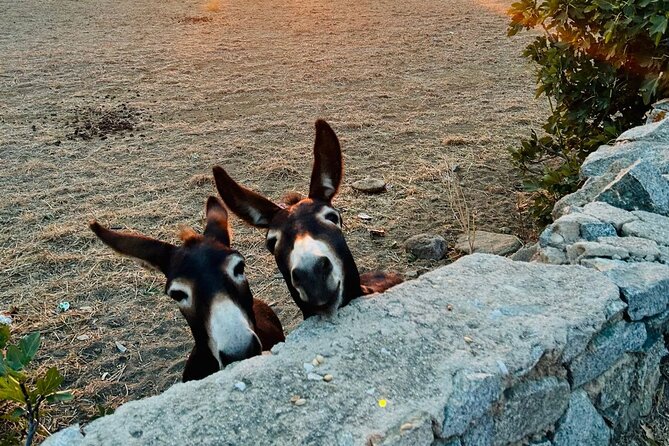 Mykonos Safari Island Tour - According To The Locals - Visiting the Sandy Shores of Agios Ioannis and Its Real Estate Prestige