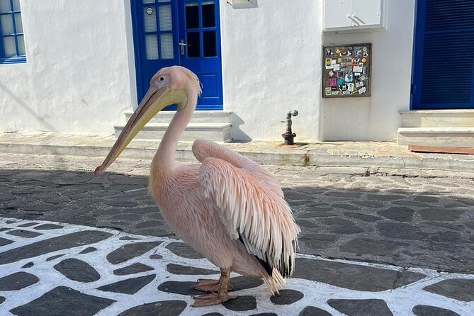 Mykonos Semi Private Bus Tour in English Spanish - Flexibility and Cancellation Policy