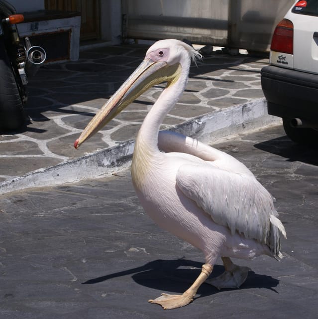 Mykonos town - Private walking tour - Encountering Petros the Pelican