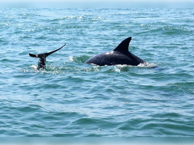 Myrtle Beach: Dolphin Cruise on the Sea Thunder - Thrilling 2-Hour Dolphin Speedboat Tour in Myrtle Beach for $31