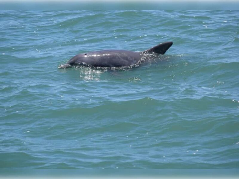 Myrtle Beach: Dolphin Cruise on the Sea Thunder - Practicalities: Meeting Point, Safety, and Comfort