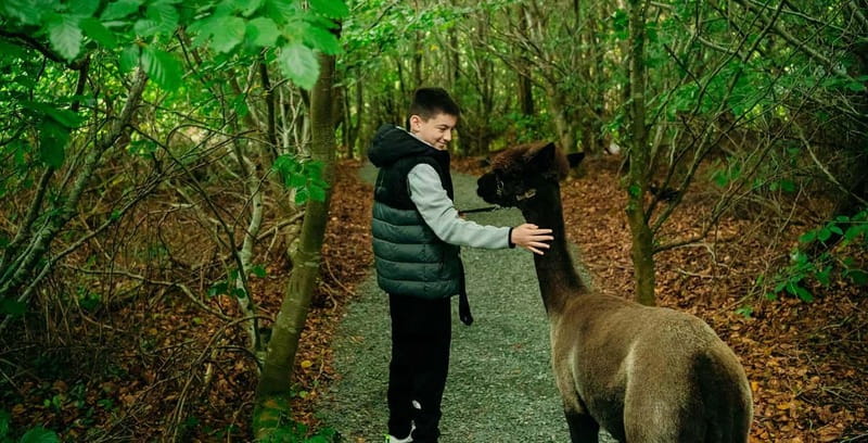 N. Ireland: Award Winning Guided Scenic Alpaca Trekking - The 1.4km Stoned Trail: A Scenic Journey Through Nature