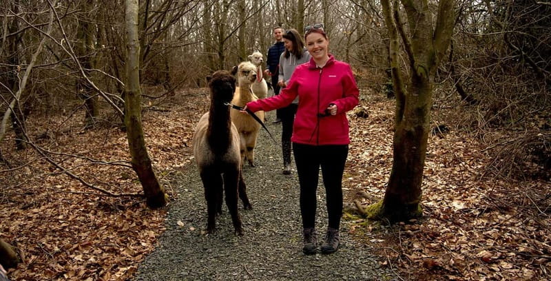 N. Ireland: Award Winning Guided Scenic Alpaca Trekking - Accessibility and Family-Friendliness of the Alpaca Trek