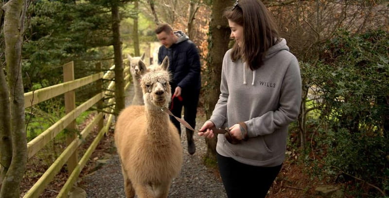 N. Ireland: Award Winning Guided Scenic Alpaca Trekking - What Makes This Tour Stand Out in Northern Ireland