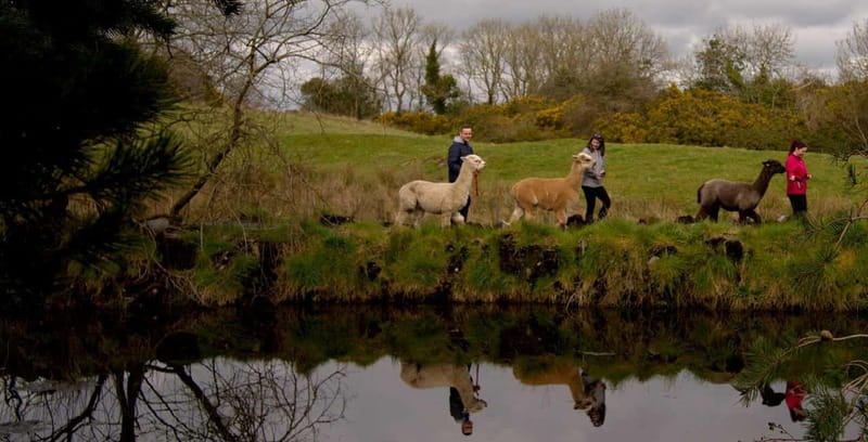 N. Ireland: Award Winning Guided Scenic Alpaca Trekking - Who Will Most Enjoy This Alpaca Trekking Experience