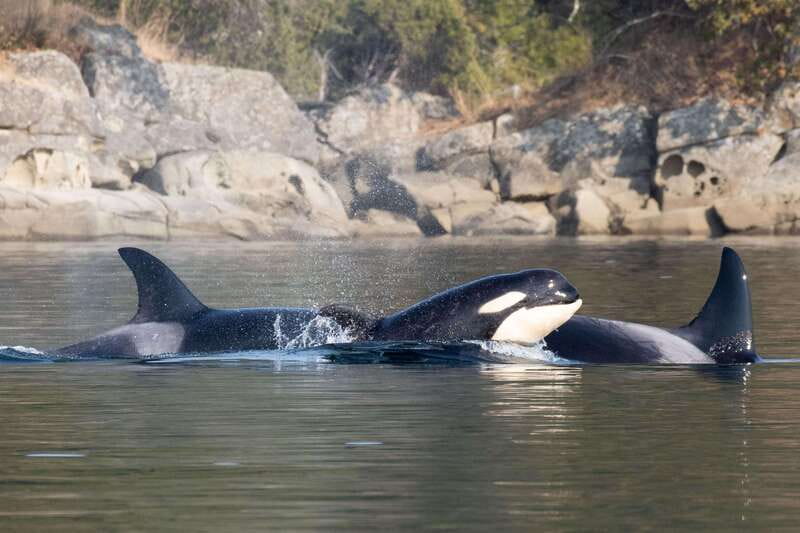 Nanaimo: Whale Watching Open Boat Tour - How the Route Maximizes Wildlife Encounters
