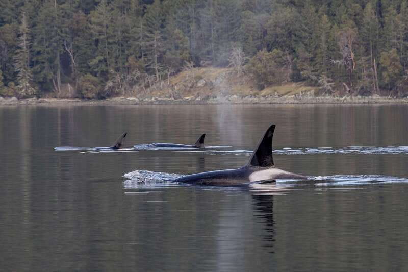 Nanaimo: Whale Watching Open Boat Tour - The Experience for Families and Nature Enthusiasts