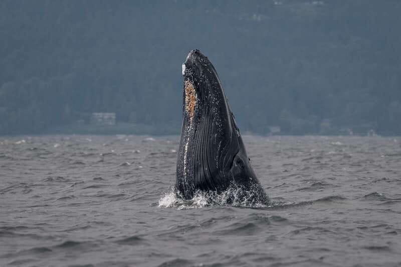 Nanaimo: Whale Watching Open Boat Tour - The Cost-Benefit Balance