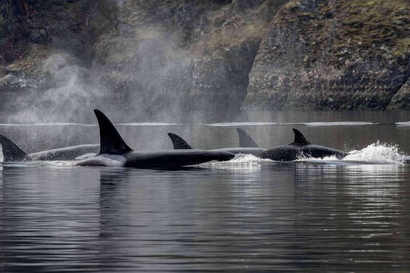 Nanaimo: Whale Watching Semi-Covered Boat Tour - The Whale Sighting Guarantee and Data Collection
