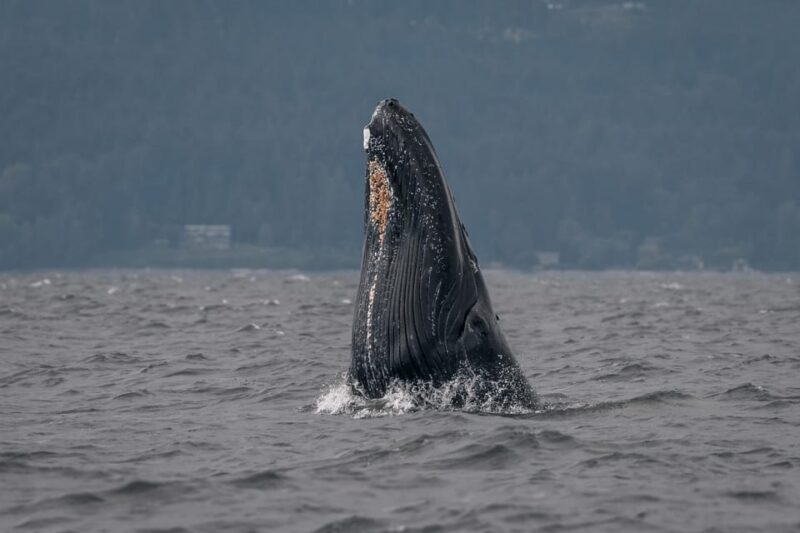 Nanaimo: Whale Watching Semi-Covered Boat Tour - Practical Details: Check-in, Meeting Point, and Accessibility