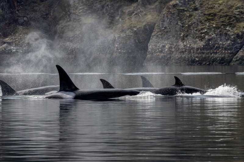 Nanaimo: Whale Watching Semi-Covered Boat Tour - Final Thoughts: Is This Tour Right for You?