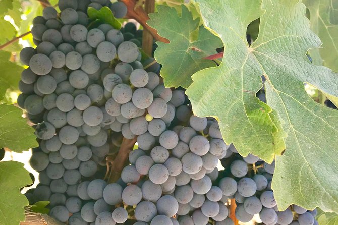 Napa and Sonoma Private Wine Tasting Tour and Luxury Car Service - Key Points