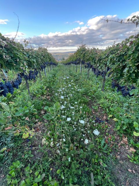 Napa: Hidden Gems Exploration with a Local Sommelière - Traditional Winemaking Techniques Unveiled