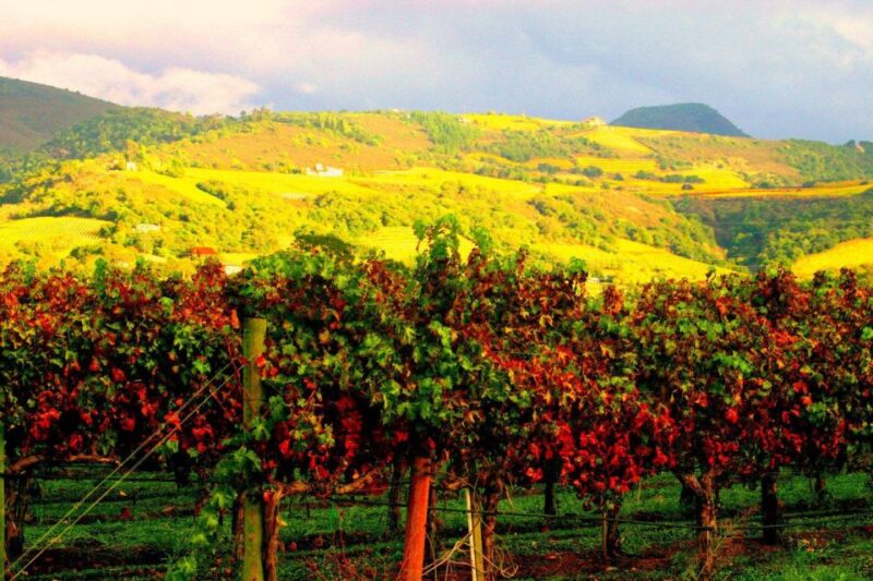 Napa & Sonoma Valley : Custom Wine Tour - Exploring Three Intimate Wineries in Napa & Sonoma