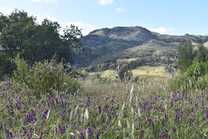 Napa Valley Self-Guided Audio Driving Tour - Practicalities and Booking Details