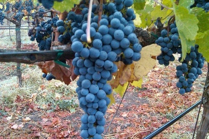 Napa Valley Wine Tour with Premium Transportation - Key Points