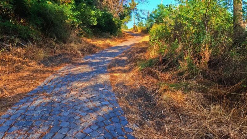 Naples: E-bike Tour on Mount Vesuvius with a Cycling Guide - Learning About the Volcano’s History and Environment