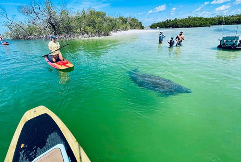 Naples, FL: Guided Standup Paddleboard or Kayak Tour - Location and Departure Details from Marco Island and Naples